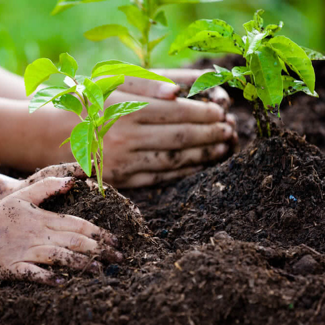World Planting Day: Growing a Greener Future Together
