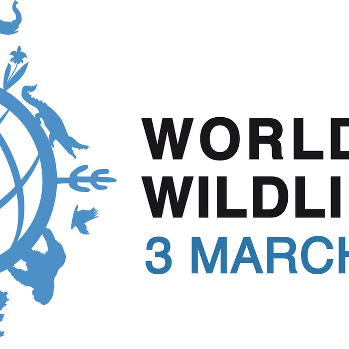 World Wildlife Day: Protecting Nature Through Responsible Choices
